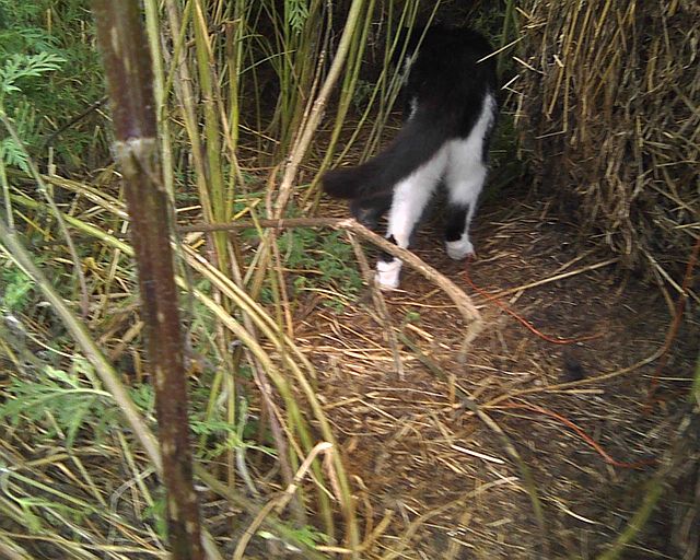 cat with kitten going into hay