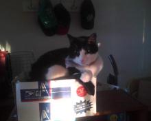 cat on sunny box