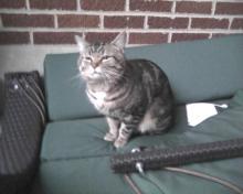 stinky tabby cat