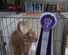 orange household cat with rosette