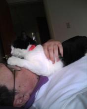 cat on face