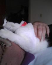 cat on face