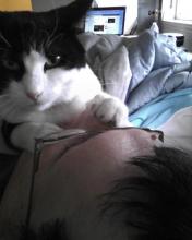 cat on face seen from above