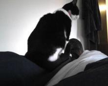 cat sitting on leg