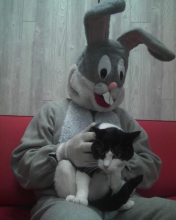 cat sitting on Easter Bunny's lap