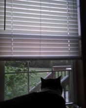 cat looking out window