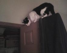 cat on top of door