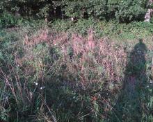 tall grass at edge of woods