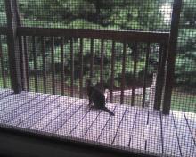 tabby cat on the porch