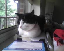 kitty loaf in window.