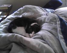 cat on comforter on bed