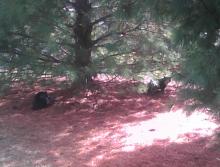 cats under pine tree