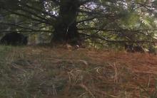 cats under pine tree