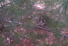 cat under pine tree