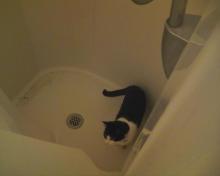 cat in shower