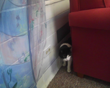 black and white cat behind couch