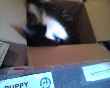 cat in box
