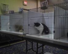 cats in cat show cages