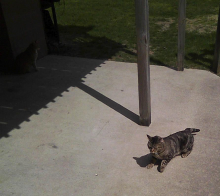 Bob in the shade and Shtinky in the sun