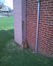 Bob watches the mouse behind the building