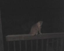 Bob after dark on railing