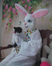 black and white cat on Easter Bunny's lap