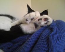 kittytoes ! asleep on the shelf