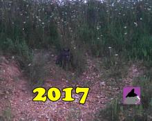 grey cat on a hill among queen anne's lace with 2017 logo