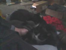 five kittens sleeping on lap