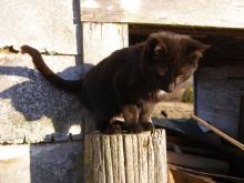 black kitten on post