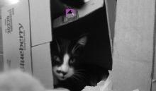 cat in box