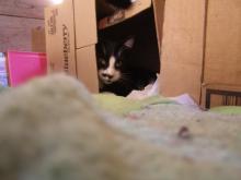 Butler looks out from a box