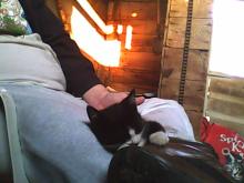 kitten sleeping on lap with kitty litter in background