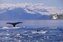 cat watching whales in Alaska