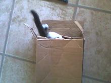 cat exploring long box