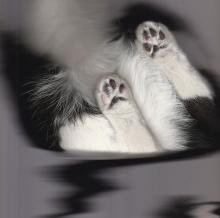 cat as seen from below