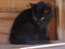 black kitten with golden eyes