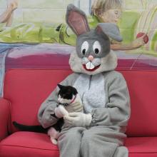 tuxedo cat with easter bunny