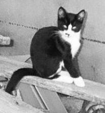 Tuxedo cat sitting on a board