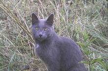 gray cat