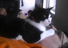 cat on face on bed