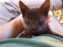 black kitten on lap