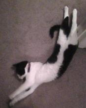 cat stretching on a hot day