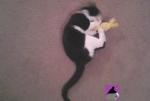 cat playing with catnip bunny