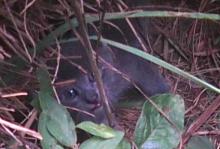 kitten in bushes