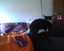 cat on lap on bed