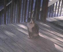 feral grey tuxedo cat on porch