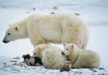 cat and kittens with polar bear cubs