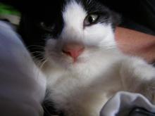 tuxedo kitten with pink nose