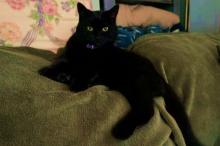 Onyx and Zane's picture